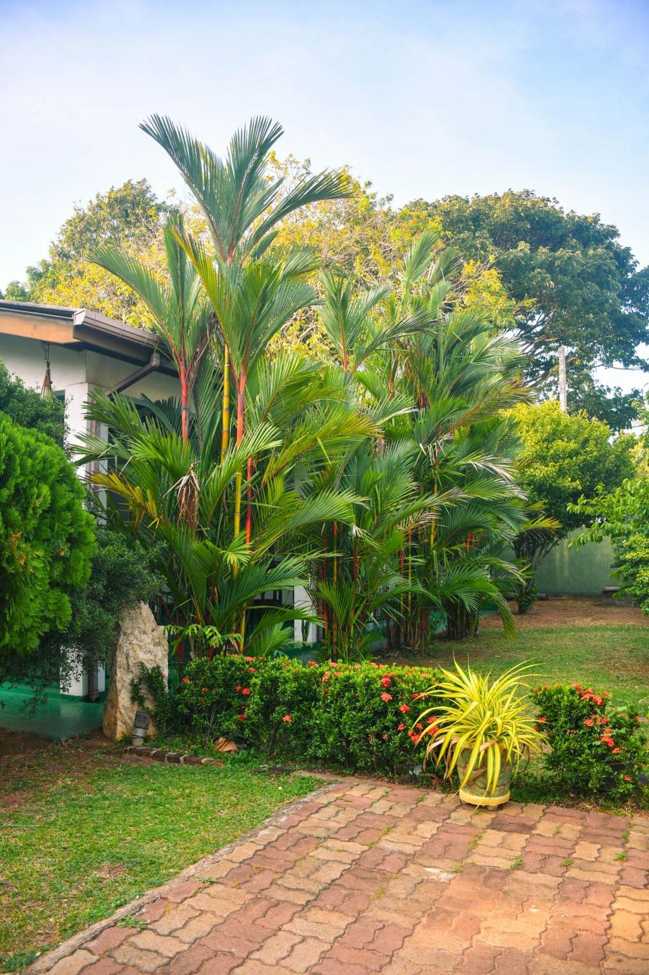 White Eagle Hotel Sigiriya Dış mekan fotoğraf